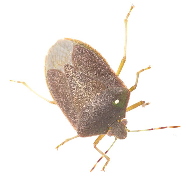 Pentatomidae: Nezara viridula (in habitus invernale)